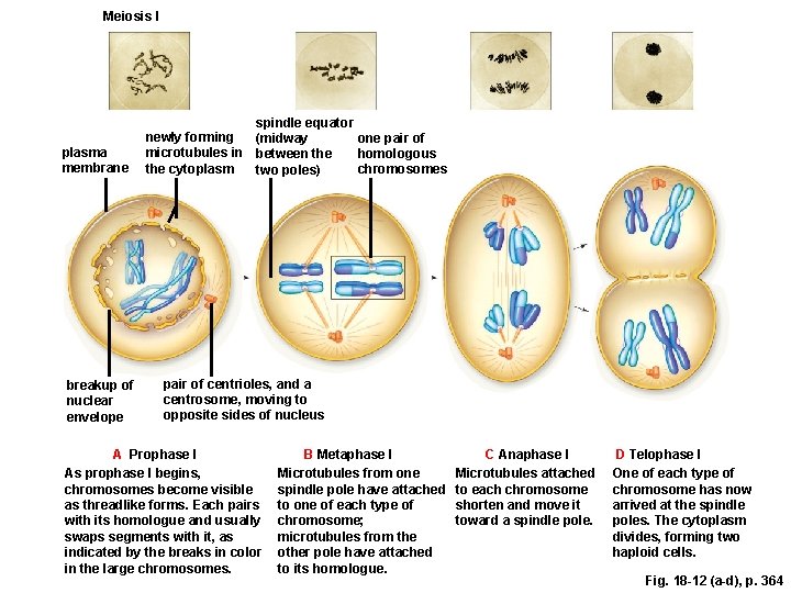 Meiosis I plasma membrane breakup of nuclear envelope spindle equator newly forming one pair