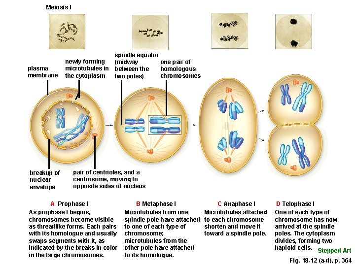 Meiosis I plasma membrane breakup of nuclear envelope spindle equator newly forming one pair