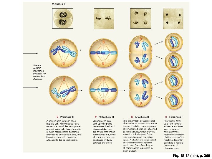 Fig. 18 -12 (e-h), p. 365 