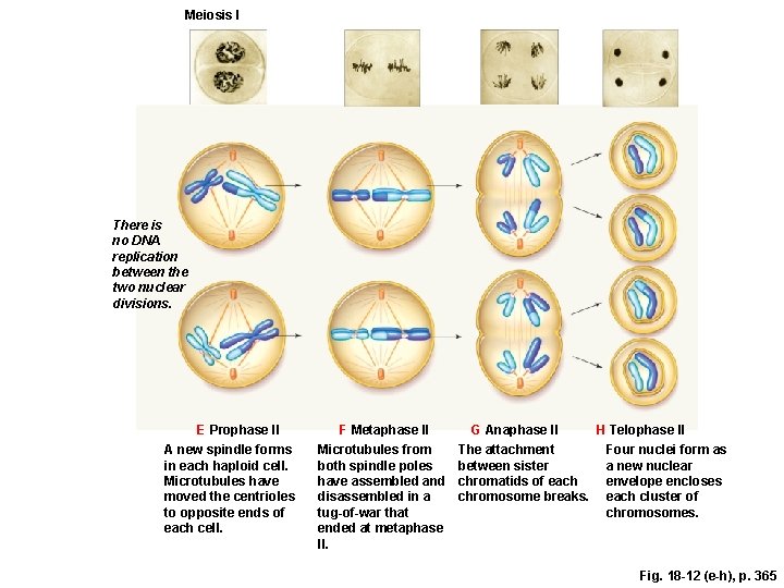 Meiosis I There is no DNA replication between the two nuclear divisions. E Prophase
