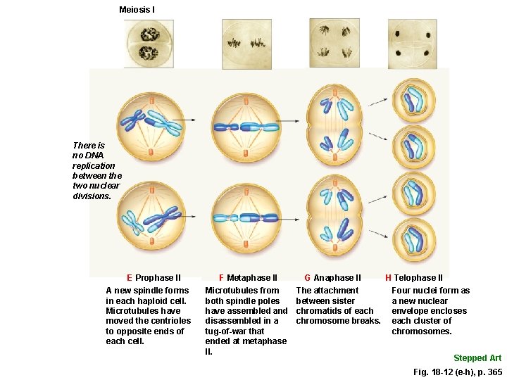 Meiosis I There is no DNA replication between the two nuclear divisions. E Prophase