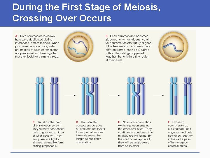During the First Stage of Meiosis, Crossing Over Occurs 