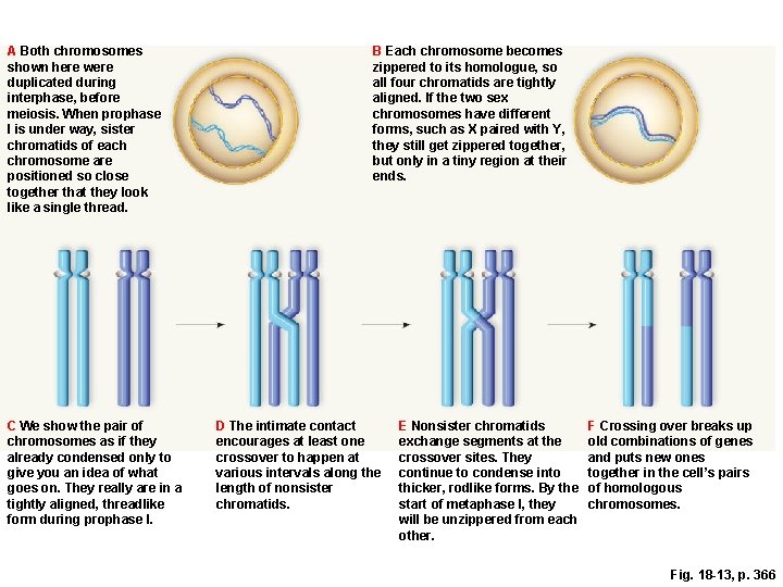 A Both chromosomes shown here were duplicated during interphase, before meiosis. When prophase I