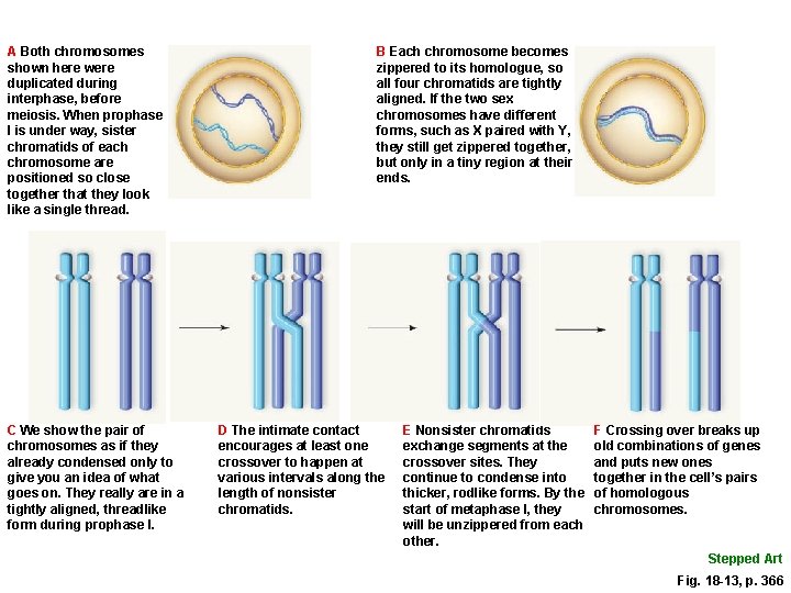 A Both chromosomes shown here were duplicated during interphase, before meiosis. When prophase I
