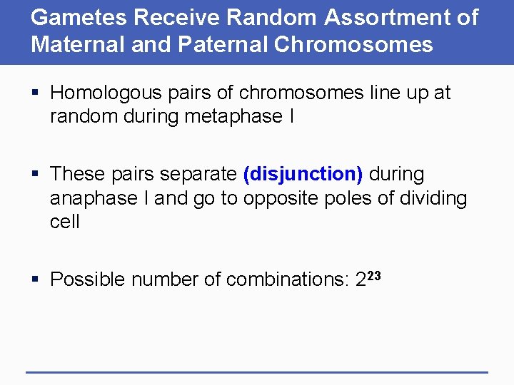 Gametes Receive Random Assortment of Maternal and Paternal Chromosomes § Homologous pairs of chromosomes