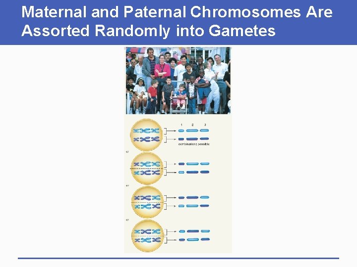 Maternal and Paternal Chromosomes Are Assorted Randomly into Gametes 