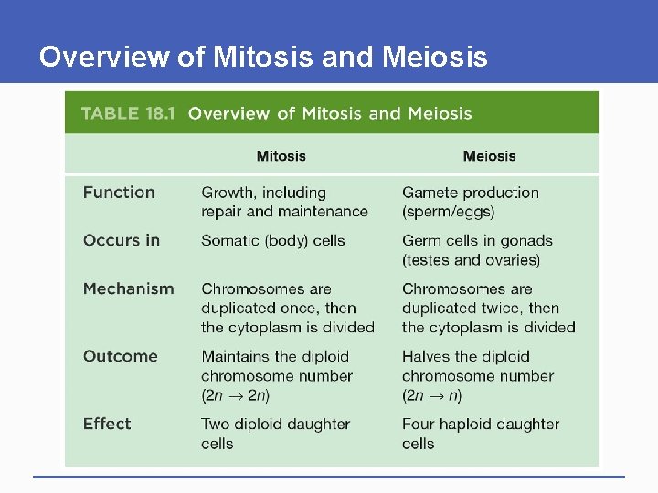 Overview of Mitosis and Meiosis 