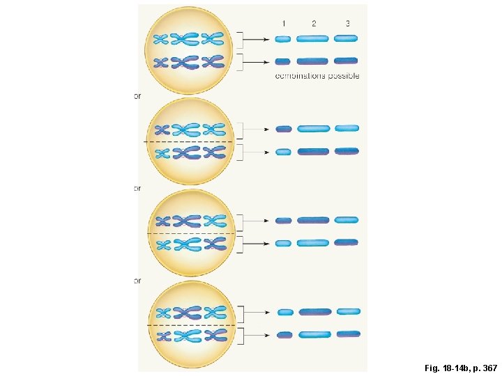 Fig. 18 -14 b, p. 367 