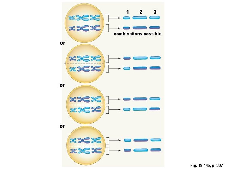 1 2 3 combinations possible or or or Fig. 18 -14 b, p. 367