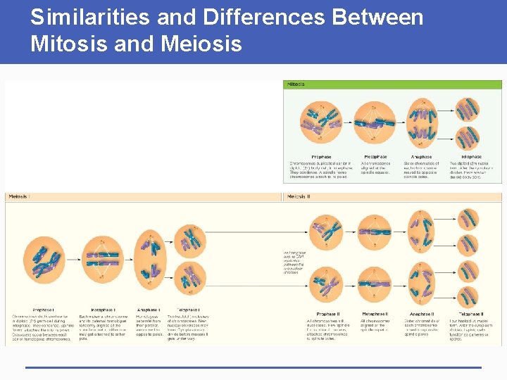 Similarities and Differences Between Mitosis and Meiosis 