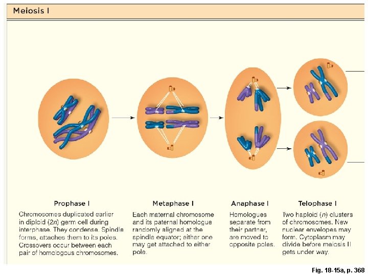 Fig. 18 -15 a, p. 368 