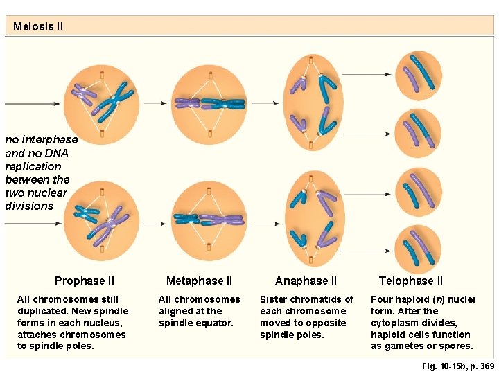Meiosis II no interphase and no DNA replication between the two nuclear divisions Prophase