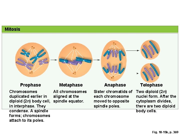 Mitosis Prophase Metaphase Chromosomes All chromosomes duplicated earlier in aligned at the diploid (2