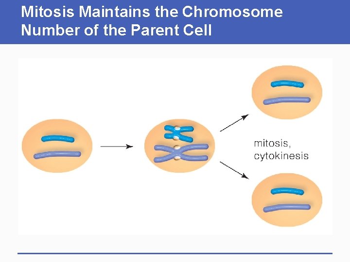 Mitosis Maintains the Chromosome Number of the Parent Cell 