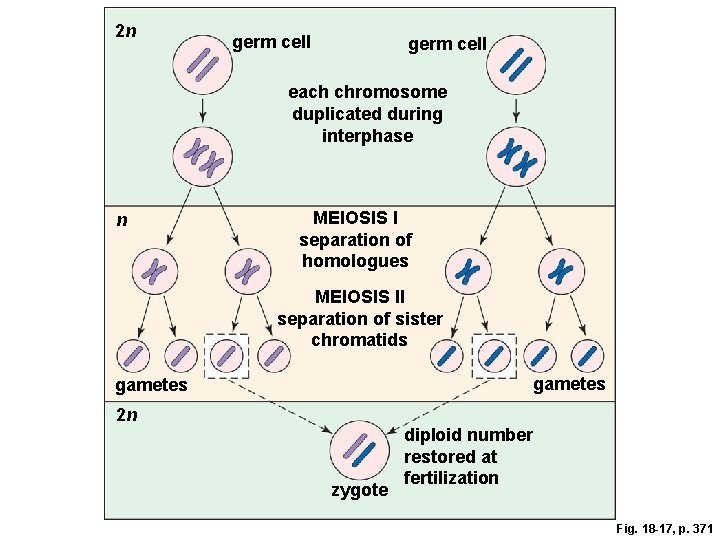 2 n germ cell each chromosome duplicated during interphase n MEIOSIS I separation of