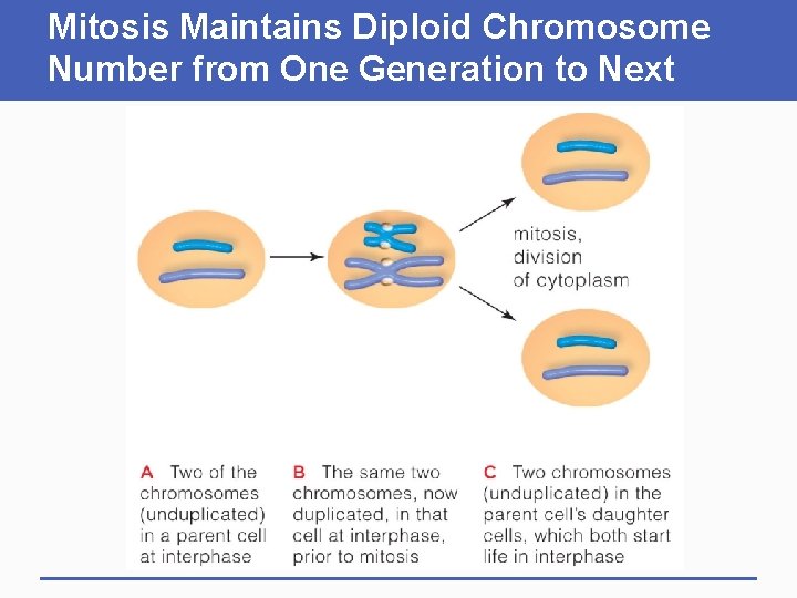 Mitosis Maintains Diploid Chromosome Number from One Generation to Next 