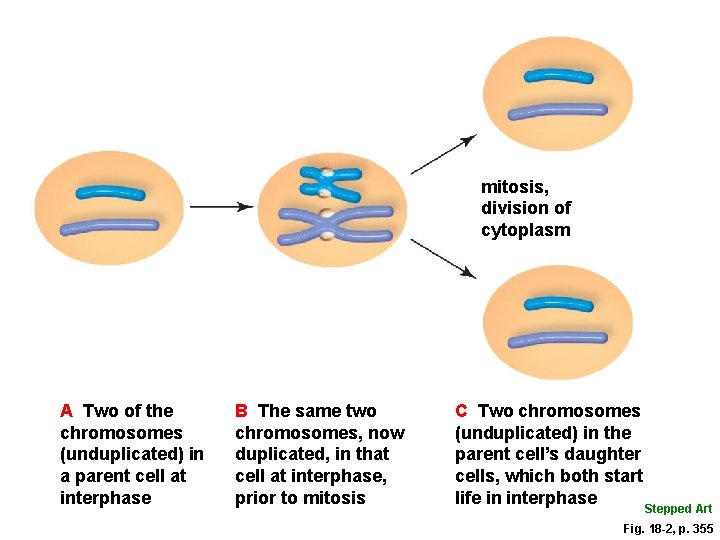 mitosis, division of cytoplasm A Two of the chromosomes (unduplicated) in a parent cell