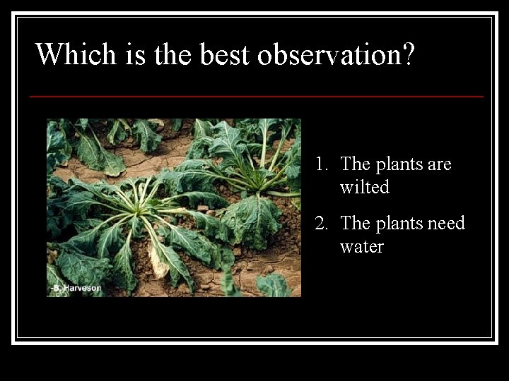 Which is the best observation? 1. The plants are wilted 2. The plants need