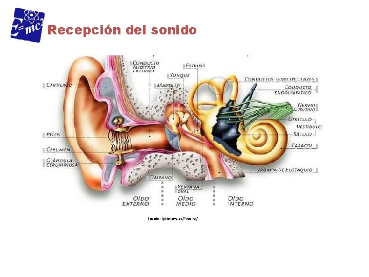 Recepción del sonido Fuente: lpi. tel. uva. es/~nacho/ 