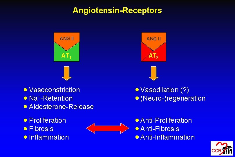 Angiotensin-Receptors ANG II AT 1 AT 2 · Vasoconstriction · Na+-Retention · Aldosterone-Release ·