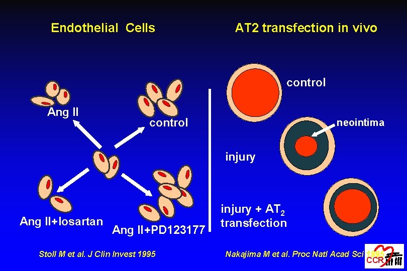 Endothelial Cells AT 2 transfection in vivo control Ang II control neointima injury Ang