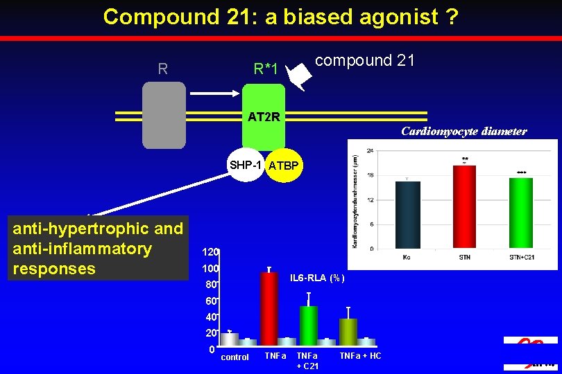 Compound 21: a biased agonist ? R compound 21 R*1 AT 2 R Cardiomyocyte