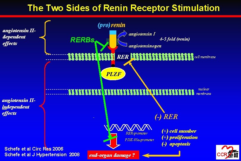 The Two Sides of Renin Receptor Stimulation angiotensin IIdependent effects (pro)renin angiotensin I RERBs