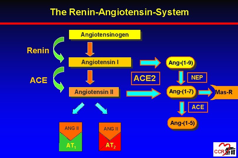 The Renin-Angiotensin-System Angiotensinogen Renin Angiotensin I Ang-(1 -9) ACE 2 ACE Angiotensin II NEP