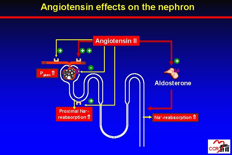 Angiotensin effects on the nephron Angiotensin II + Pglom + + - + Aldosterone