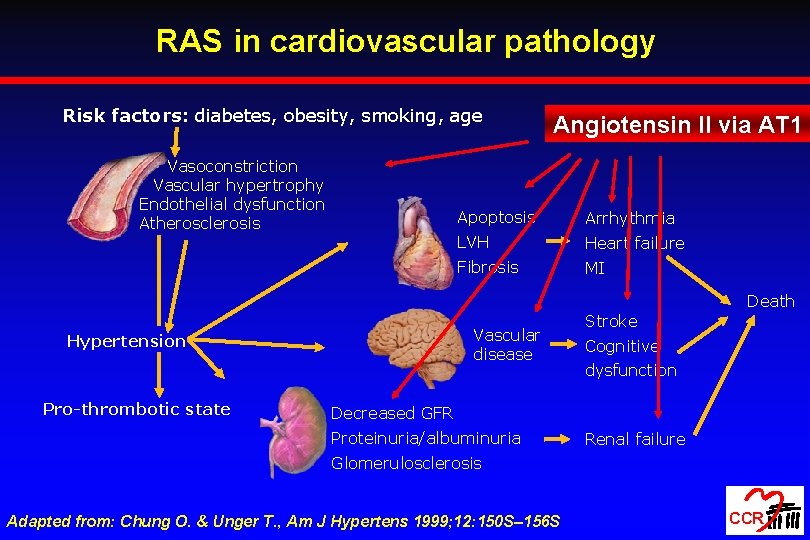 RAS in cardiovascular pathology Risk factors: diabetes, obesity, smoking, age Vasoconstriction Vascular hypertrophy Endothelial