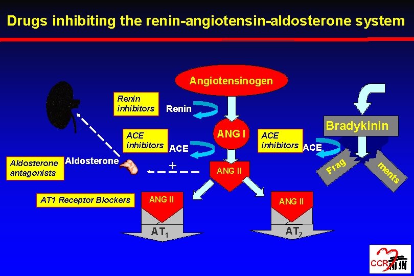 Drugs inhibiting the renin-angiotensin-aldosterone system Angiotensinogen Renin inhibitors Renin ACE inhibitors ACE Aldosterone antagonists