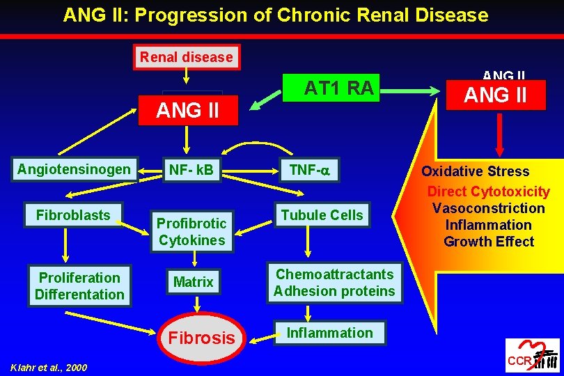 ANG II: Progression of Chronic Renal Disease Renal disease ANG II Angiotensinogen Fibroblasts Proliferation