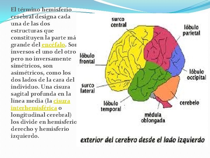 El término hemisferio cerebral designa cada una de las dos estructuras que constituyen la