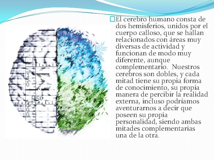 �El cerebro humano consta de dos hemisferios, unidos por el cuerpo calloso, que se