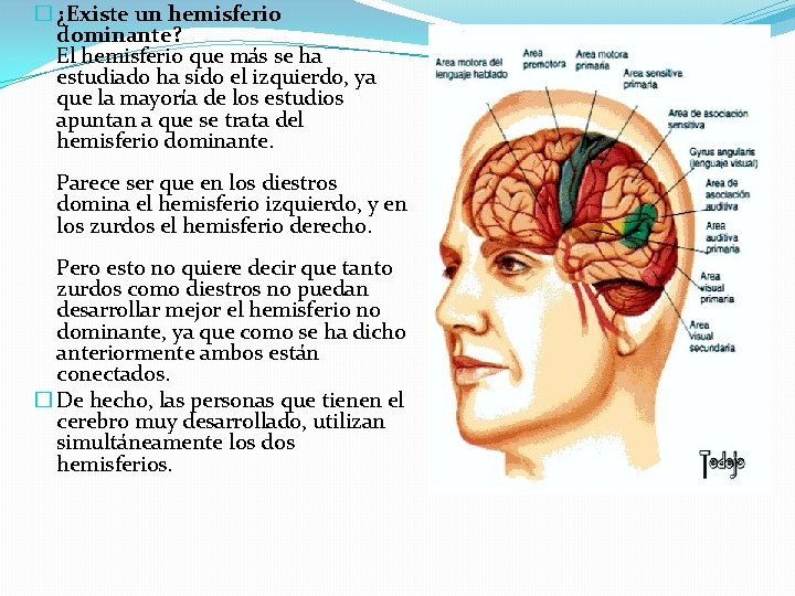 � ¿Existe un hemisferio dominante? El hemisferio que más se ha estudiado ha sido