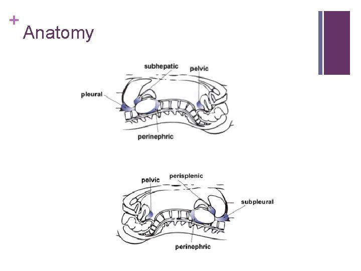 + Anatomy 