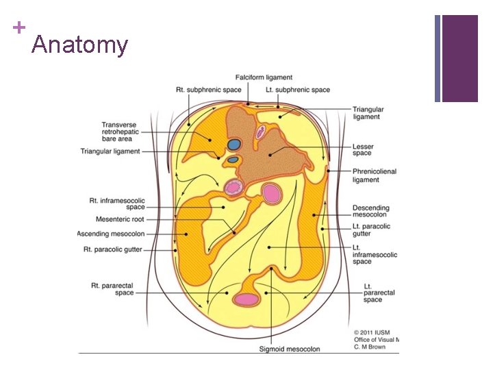 + Anatomy 