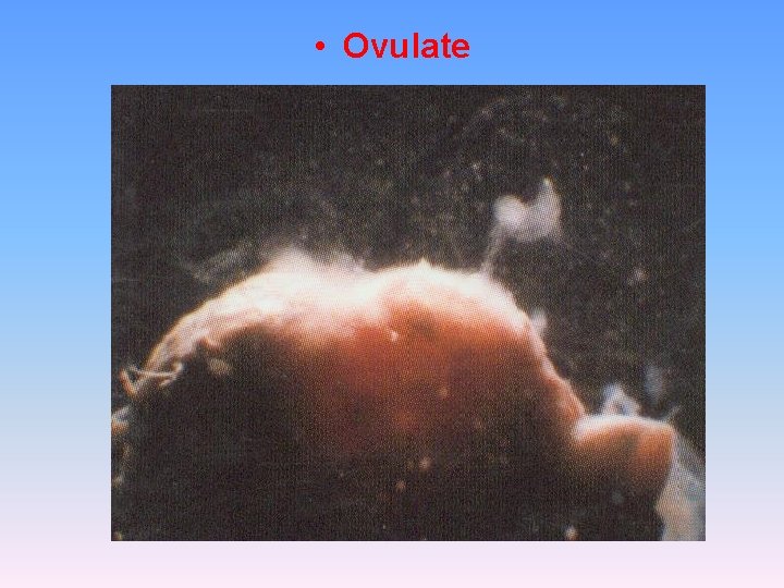  • Ovulate 