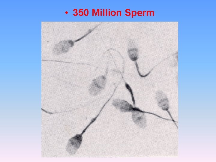  • 350 Million Sperm 