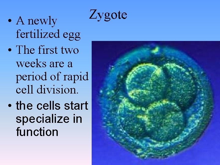  • A newly fertilized egg • The first two weeks are a period