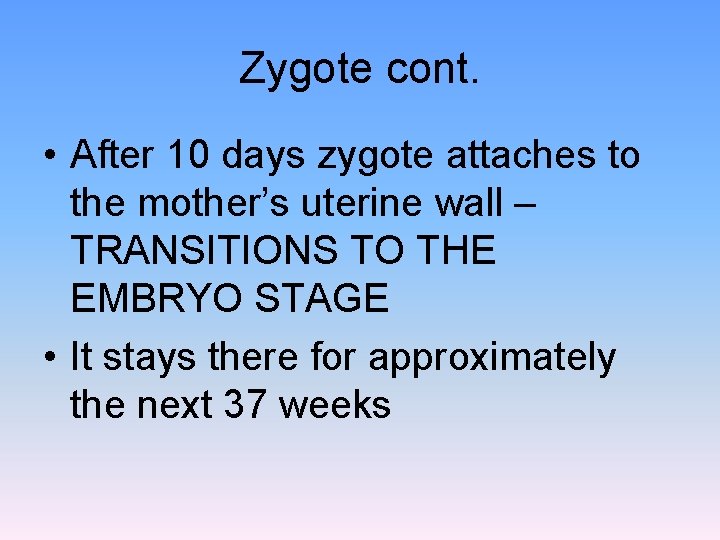 Zygote cont. • After 10 days zygote attaches to the mother’s uterine wall –