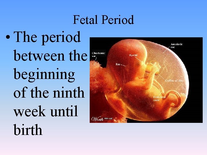 Fetal Period • The period between the beginning of the ninth week until birth