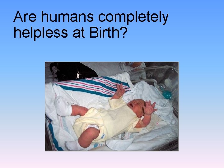 Are humans completely helpless at Birth? 