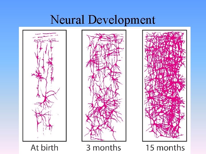 Neural Development 