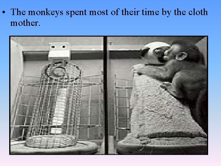  • The monkeys spent most of their time by the cloth mother. 