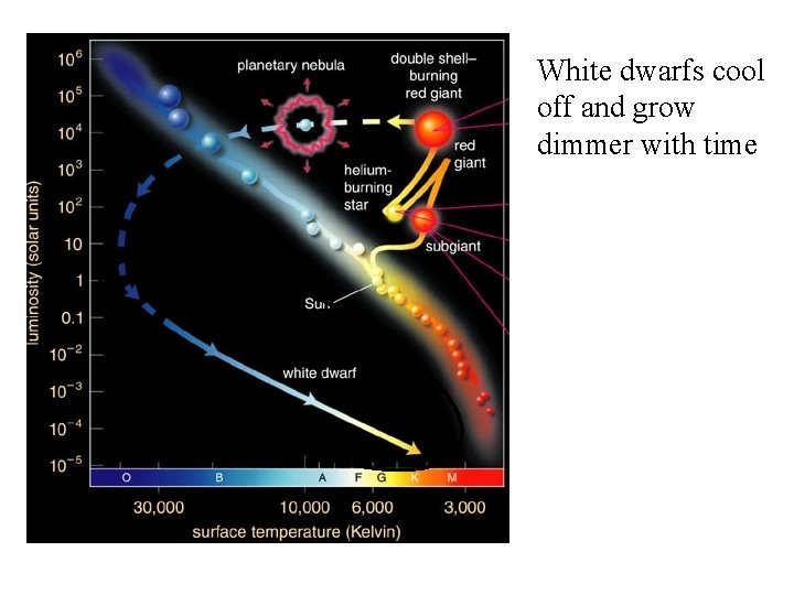 White dwarfs cool off and grow dimmer with time 