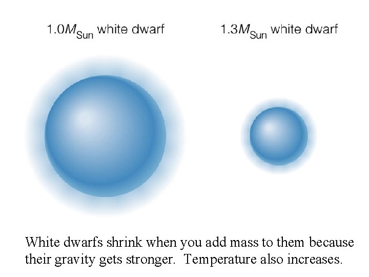 White dwarfs shrink when you add mass to them because their gravity gets stronger.