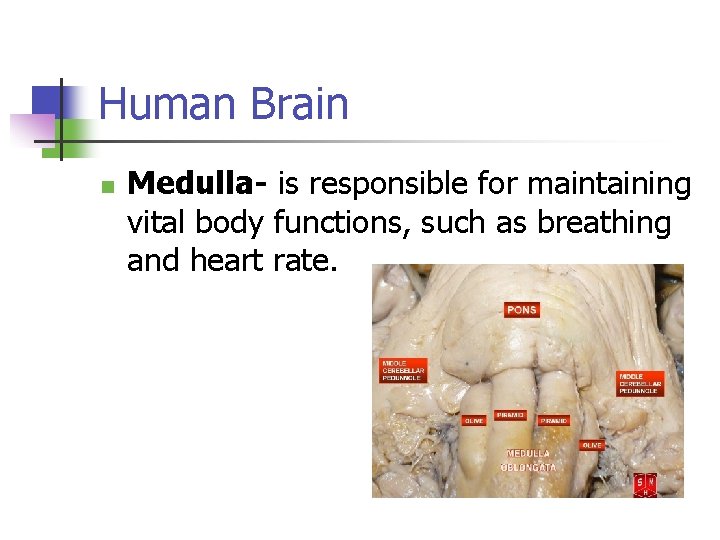 Human Brain n Medulla- is responsible for maintaining vital body functions, such as breathing
