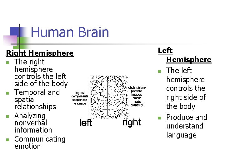 Human Brain Right Hemisphere n The right hemisphere controls the left side of the