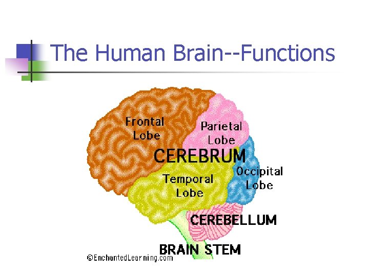 The Human Brain--Functions 